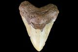 Fossil Megalodon Tooth - Massive Tooth! #75500-1